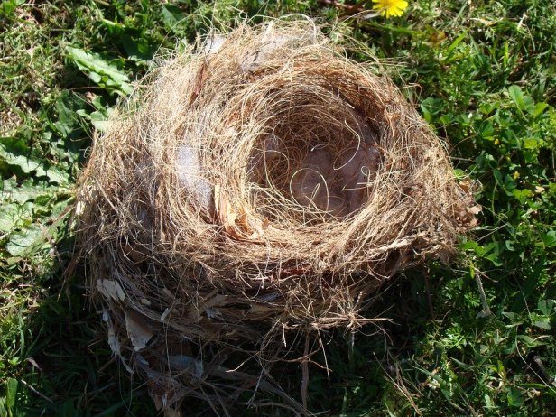 birds-nest-274582_960_720