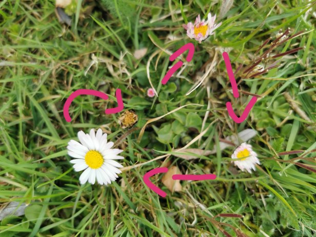 IMG_20200327_132113_resized_20200327_012517677