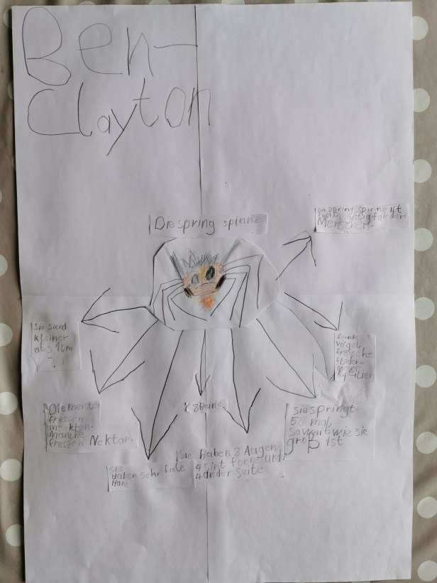 referat Springspinne