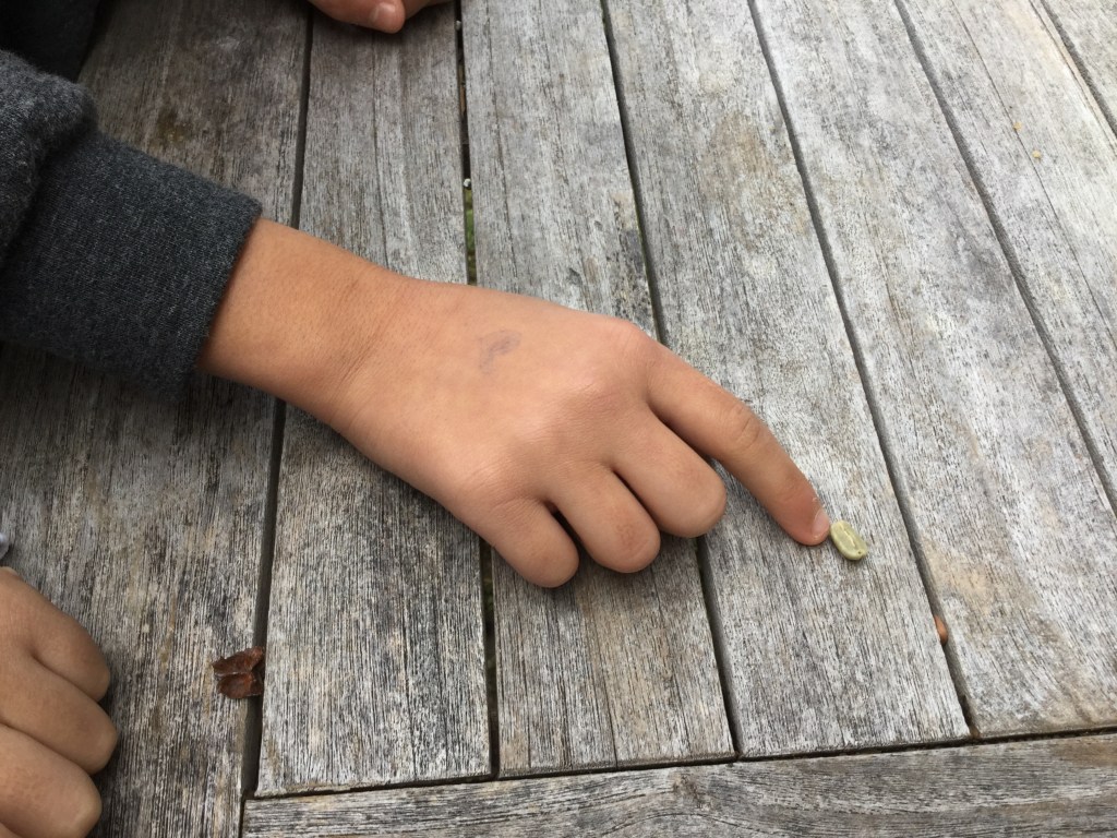 So sieht eine grüne Kaffee- bohne aus.