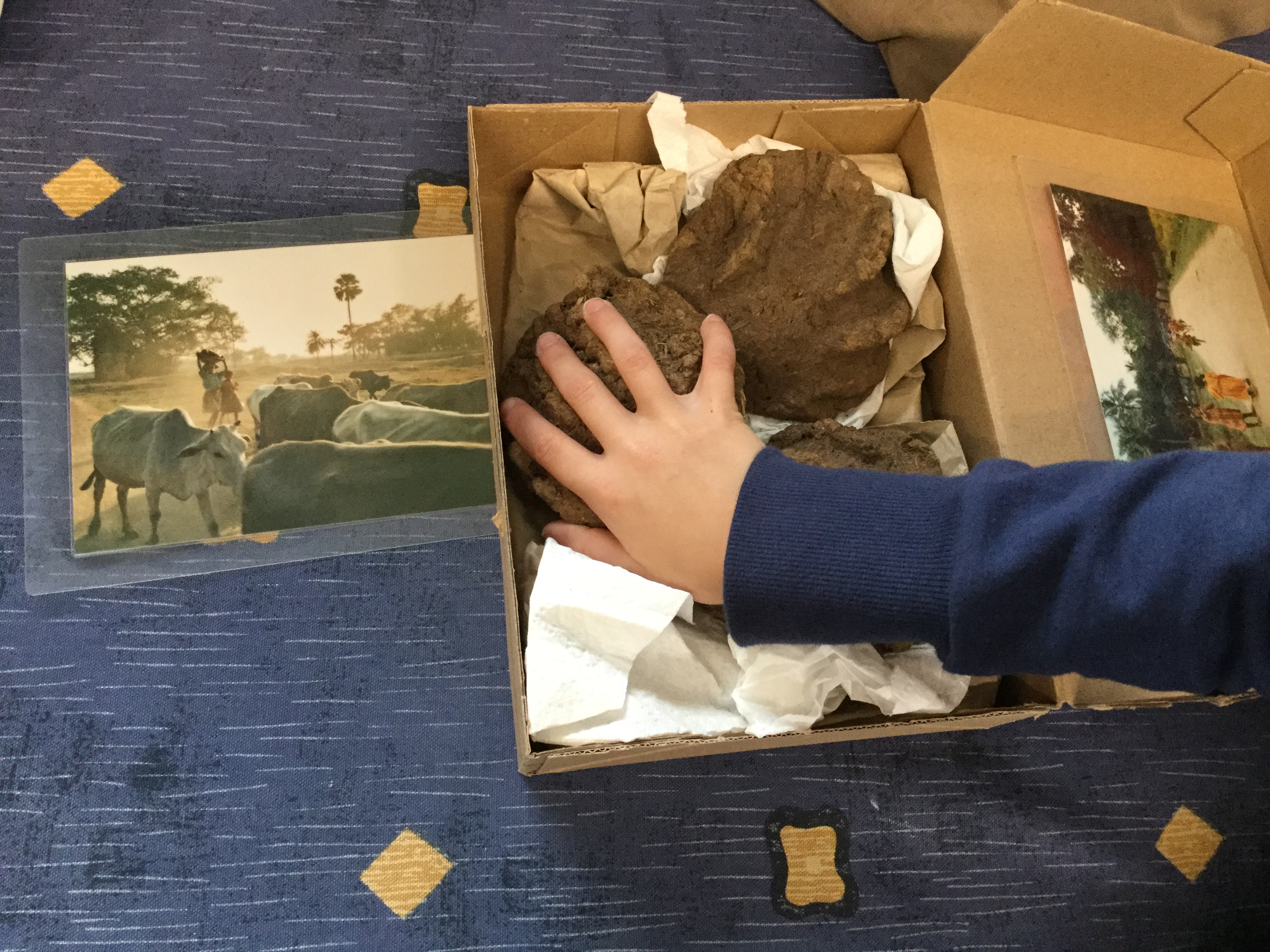 Mädchen fasst das trockene   kuh kake